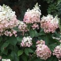 Hortensja Bukietowa Pink Lady doniczka 1L