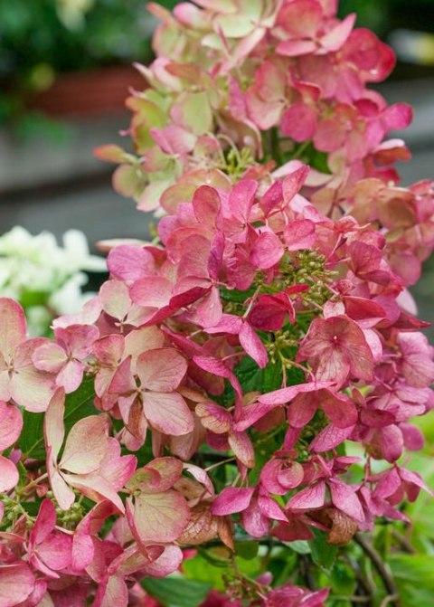 Hortensja Bukietowa Pink Lady doniczka 1L Hortensja Bukietowa Pink Lady doniczka 1L