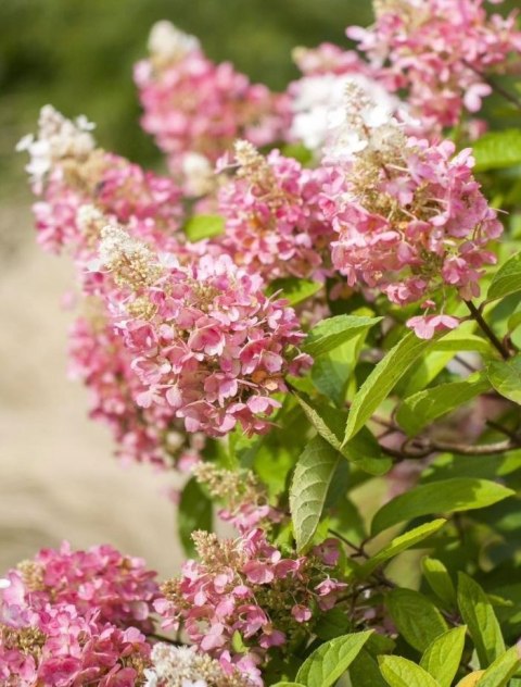Hortensja Bukietowa Pink Lady doniczka 1L Hortensja Bukietowa Pink Lady doniczka 1L