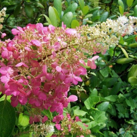 Hortensja Bukietowa Pink Lady doniczka 1L Hortensja Bukietowa Pink Lady doniczka 1L