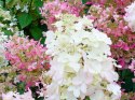 Hortensja Bukietowa Pink Lady doniczka 1L