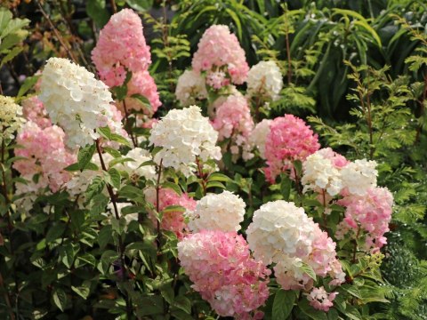 Hortensja bukietowa Sundae Fraise doniczka 1L Hortensja bukietowa Sundae Fraise doniczka 1L