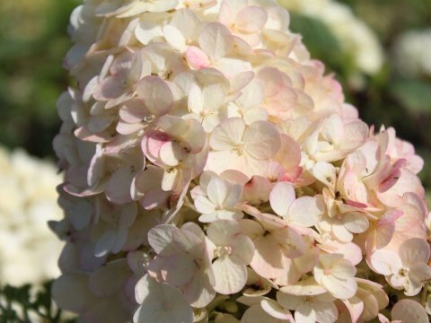 Hortensja bukietowa Sundae Fraise doniczka 1L Hortensja bukietowa Sundae Fraise doniczka 1L
