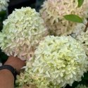Hortensja bukietowa Skyfall doniczka 3L