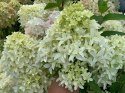 Hortensja bukietowa Skyfall doniczka 3L