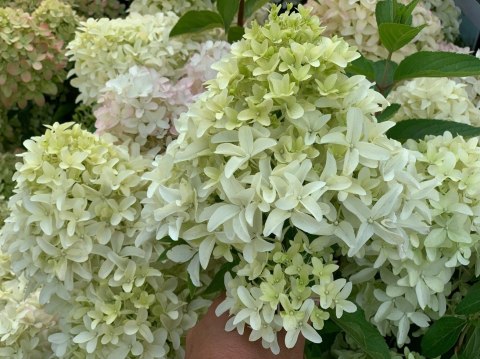 Hortensja bukietowa Skyfall doniczka 3L Hortensja bukietowa Skyfall doniczka 3L