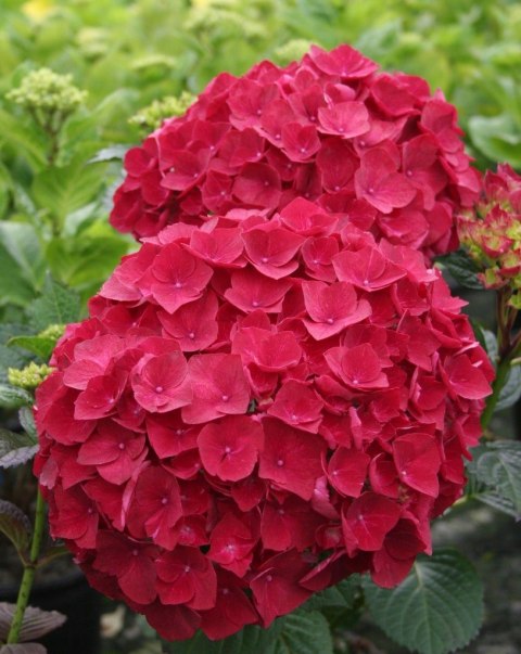 Hortensja Ogrodowa Red Baron Czerwone Kule doniczka 0,5L Hortensja Ogrodowa Red Baron Czerwone Kule doniczka 0,5L