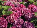Hortensja ogrodowa Schone Bautznerin doniczka 1L
