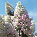 Hortensja bukietowa Pink Diamond doniczka 1L