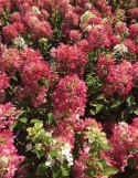 Hortensja bukietowa Pink Diamond doniczka 1L