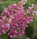 Hortensja bukietowa Pink Diamond doniczka 1L
