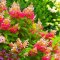 Hortensja bukietowa Pink Diamond doniczka 3L