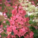 Hortensja bukietowa Pink Diamond doniczka 3L