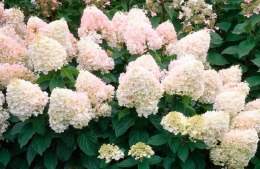 Hortensja bukietowa Sweet Summer Zmieniająca doniczka 3L