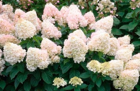 Hortensja bukietowa Sweet Summer Zmieniająca doniczka 3L