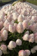 Hortensja bukietowa Sweet Summer Zmieniająca doniczka 3L