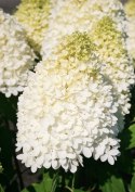 Hortensja bukietowa Sweet Summer Zmieniająca doniczka 3L