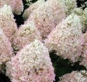 Hortensja bukietowa Sweet Summer Zmieniająca doniczka 3L