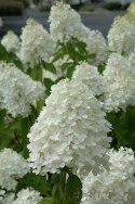 Hortensja bukietowa Sweet Summer Zmieniająca doniczka 3L