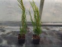 Jałowiec skalny Blue Arrow Juniperus w Doniczce