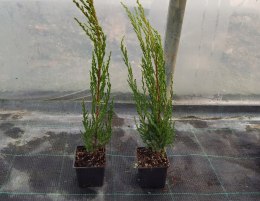 Jałowiec skalny Blue Arrow Juniperus w Doniczce