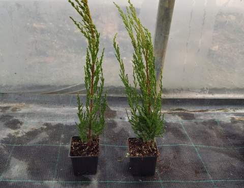 Jałowiec skalny Blue Arrow Juniperus w Doniczce Jałowiec skalny Blue Arrow Juniperus w Doniczce
