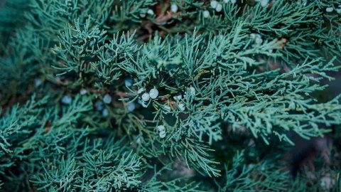 Jałowiec skalny Blue Arrow Juniperus w Doniczce Jałowiec skalny Blue Arrow Juniperus w Doniczce