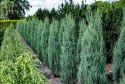 Jałowiec skalny Blue Arrow Juniperus w Doniczce