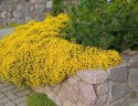 Janowiec włosisty Yellow Spreader doniczka 0,5L