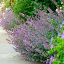 Kocimiętka Nepeta Przeciwko Komarom doniczka 0,5L