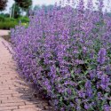 Kocimiętka Nepeta Przeciwko Komarom doniczka 0,5L