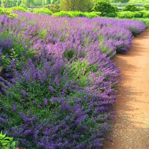 Kocimiętka Nepeta Przeciwko Komarom doniczka 0,5L Kocimiętka Nepeta Przeciwko Komarom doniczka 0,5L