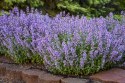 Kocimiętka Nepeta Przeciwko Komarom doniczka 0,5L
