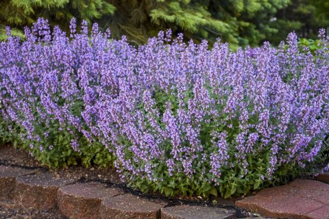 Kocimiętka Nepeta Przeciwko Komarom doniczka 0,5L Kocimiętka Nepeta Przeciwko Komarom doniczka 0,5L