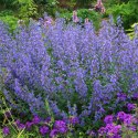 Kocimiętka Nepeta Przeciwko Komarom doniczka 0,5L