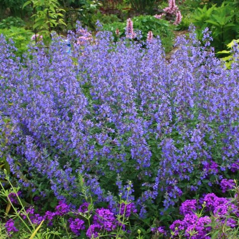 Kocimiętka Nepeta Przeciwko Komarom doniczka 0,5L Kocimiętka Nepeta Przeciwko Komarom doniczka 0,5L