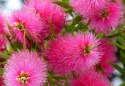 Kuflik płaczący Hot Pink doniczka 0,5L
