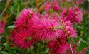 Kuflik płaczący Hot Pink doniczka 0,5L
