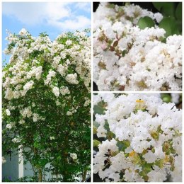 Lagerstroemia Biała Długo Kwitnie doniczka 0,5L