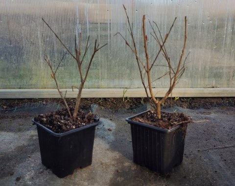 Lagerstroemia Biała Długo Kwitnie doniczka 0,5L Lagerstroemia Biała Długo Kwitnie doniczka 0,5L