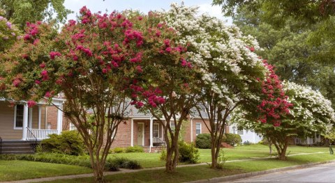 Lagerstroemia Biała Długo Kwitnie doniczka 0,5L Lagerstroemia Biała Długo Kwitnie doniczka 0,5L