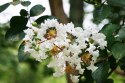 Lagerstroemia Biała Długo Kwitnie doniczka 0,5L
