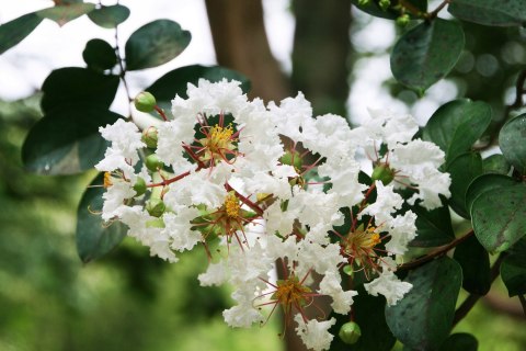 Lagerstroemia Biała Długo Kwitnie doniczka 0,5L Lagerstroemia Biała Długo Kwitnie doniczka 0,5L