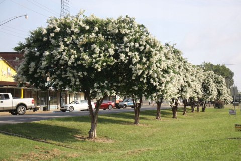 Lagerstroemia Biała Długo Kwitnie doniczka 0,5L Lagerstroemia Biała Długo Kwitnie doniczka 0,5L