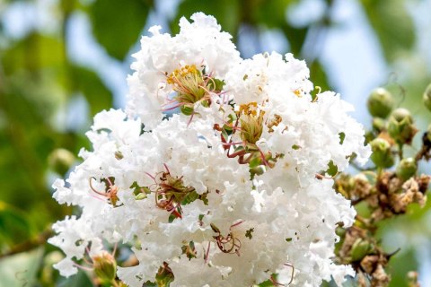 Lagerstroemia Biała Długo Kwitnie doniczka 0,5L Lagerstroemia Biała Długo Kwitnie doniczka 0,5L