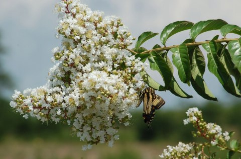Lagerstroemia Biała Długo Kwitnie doniczka 0,5L Lagerstroemia Biała Długo Kwitnie doniczka 0,5L