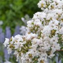 Lagerstroemia indyjska White doniczka 0,5L