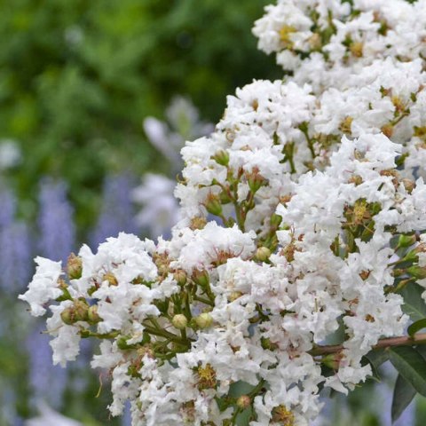 Lagerstroemia indyjska White doniczka 0,5L Lagerstroemia indyjska White doniczka 0,5L