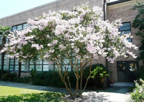 Lagerstroemia indyjska White doniczka 0,5L Lagerstroemia indyjska White doniczka 0,5L