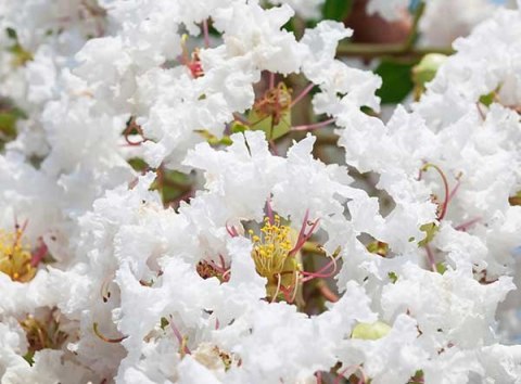 Lagerstroemia indyjska White doniczka 0,5L Lagerstroemia indyjska White doniczka 0,5L